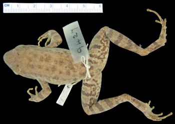 Media type: image; Herpetology A-9427